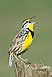 Eastern Meadowlark